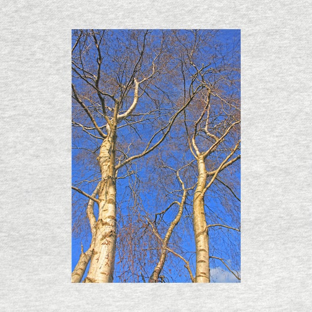 Silver Birch, Turbary Common, March 2021 by RedHillDigital